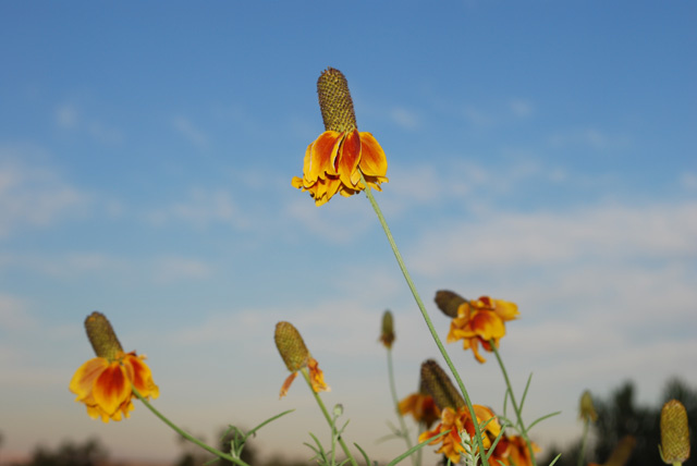 Prarie Cone Flowers Against Blue Sky Horizontal